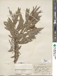 Salix columbiana image