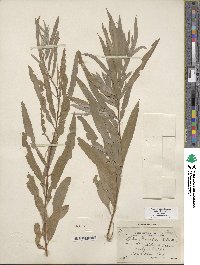 Salix columbiana image