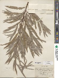 Salix columbiana image