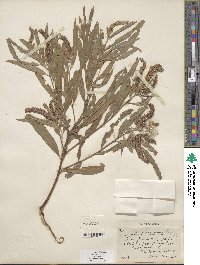 Salix columbiana image