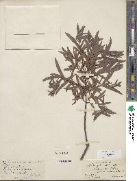 Salix sessilifolia image