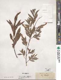 Salix columbiana image