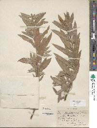 Salix columbiana image