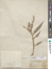 Salix columbiana image