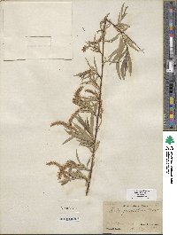 Salix columbiana image