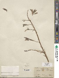 Salix columbiana image