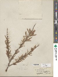 Salix sessilifolia image