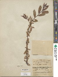 Salix columbiana image