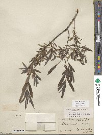 Salix columbiana image