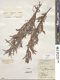 Salix exigua image