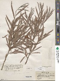 Salix exigua image