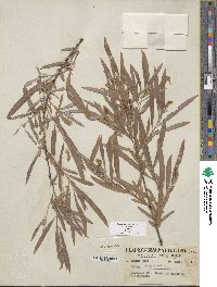 Salix exigua var. exigua image