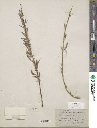 Salix exigua image