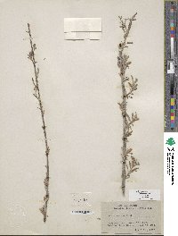 Salix exigua var. exigua image