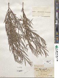 Salix exigua image