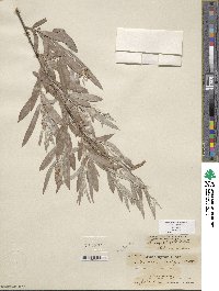 Salix exigua image