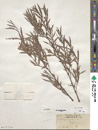 Salix exigua image