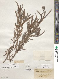 Salix exigua var. exigua image