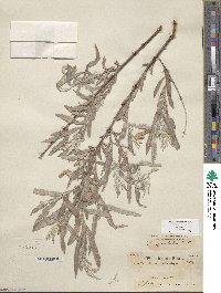 Salix exigua image