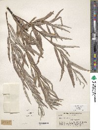 Salix exigua image