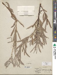 Salix exigua var. exigua image