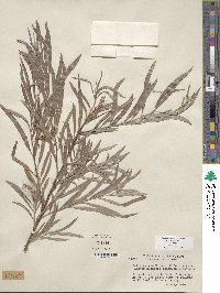 Salix exigua image