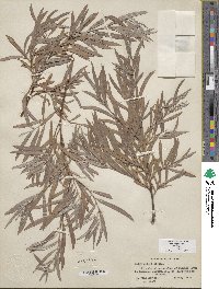 Salix exigua image