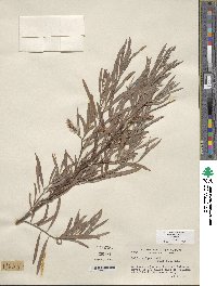 Salix exigua image