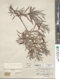 Salix exigua image