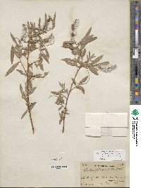 Salix exigua image