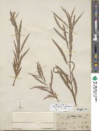 Salix columbiana image