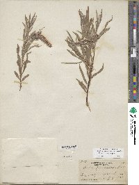 Salix columbiana image