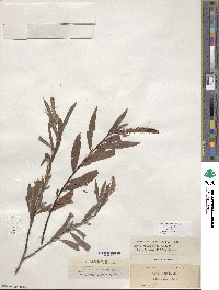 Salix columbiana image