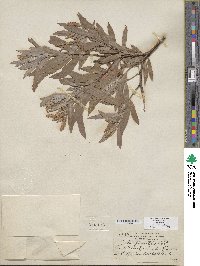 Salix columbiana image