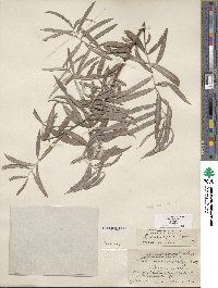 Salix exigua image