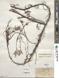 Salix exigua var. exigua image