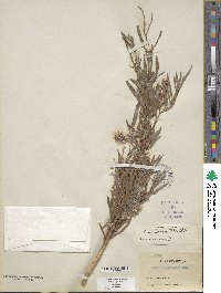 Salix exigua image