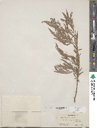 Salix exigua image