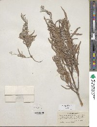 Salix exigua image