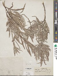 Salix exigua image