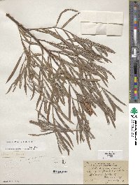 Salix exigua image