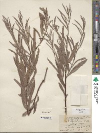 Salix exigua image