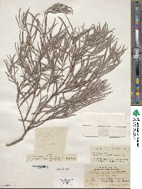 Salix exigua image