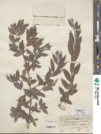 Salix sessilifolia image