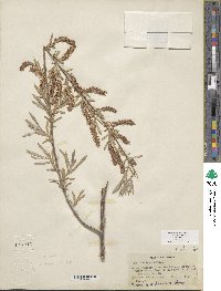 Salix exigua image