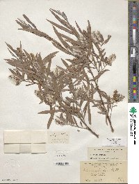 Salix exigua var. exigua image