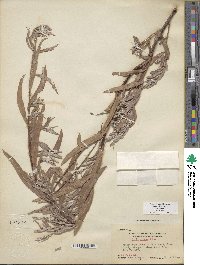 Salix exigua image