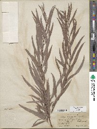 Salix exigua image