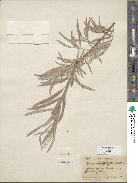 Salix exigua var. exigua image