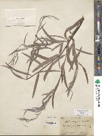 Salix exigua image